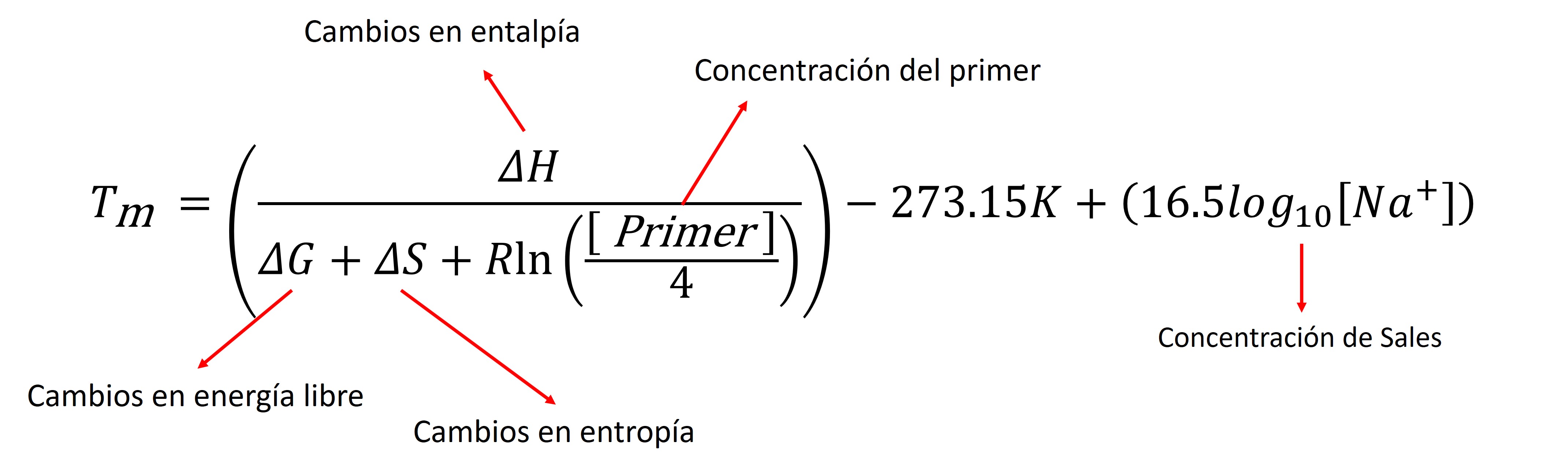Modelo NN ecuación