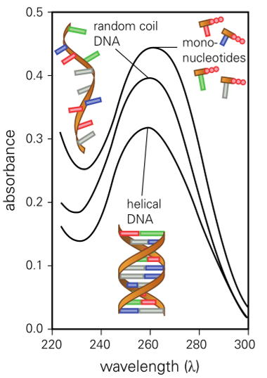 Absorbancia de ADN, hebra y nucleótidos